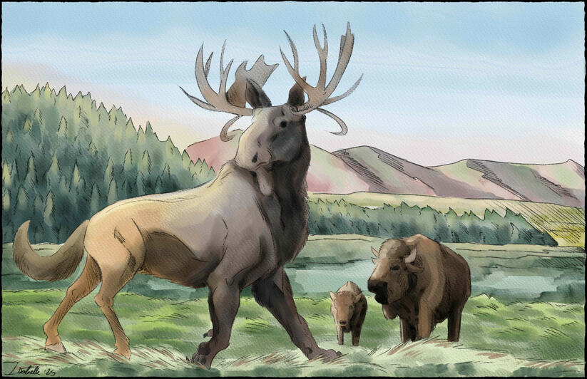 North American Chimera